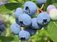 Саженцы голубики Блюкроп (Bluecrop), ЗКС (в контейнерах)
