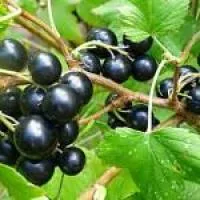 Саженцы смородины черной Ядреная