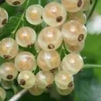 Саженцы смородины белой Версальская