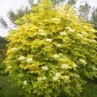 Саженцы бузины Золотая, ЗКС (в контейнерах)