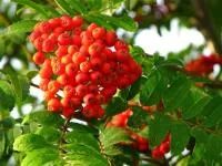 Саженцы рябины Ангри, ЗКС (в контейнерах)