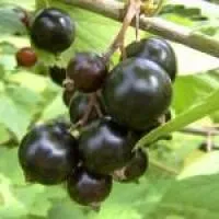 Саженцы смородины черной Чудное мгновенье