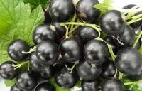 Саженцы смородины черной Перун, ЗКС, контейнер 2 л, 2-х летние