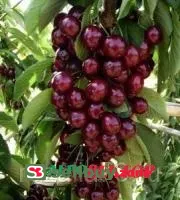 Вишня колоновидная Восторг