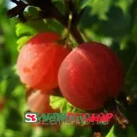 Крыжовник Колобок