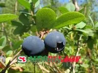 Голубика Эрли Блю
