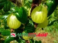 Крыжовник Малахит слабошипный