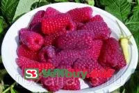 МАЛИНА РУБИНОВЫЙ ГИГАНТ