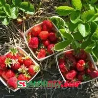 Земляника Аромас