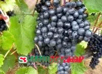 ВИНОГРАД ПАМЯТИ ДОМБКОВСКОЙ