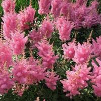 Астильба Арендса Gloria Purpurea