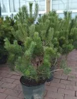 Сосна горная Pumilio Карликовые, Декоративный кустарник, С 25
