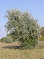 Лох узколистный 100-125 см, С 7,5