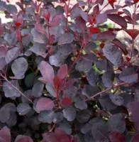 Скумпия кожевенная Royal Purple С 20, 100-150 см