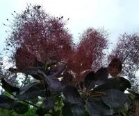 Скумпия кожевенная 'Foliis purpureis' С3