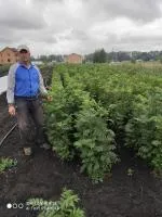 Саженцы рябины красной