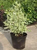 Дерен белый Cornus alba Elegantissima, 0,9-1,1м, с3, 3-4лет