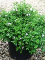 Спирея японская Spiraea japonica Little Princess, 0,3-0,5м, с3, 3-4лет