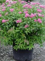 Спирея японская Spiraea japonica Anthony Waterer, 0,4-0,5м, с3, 3-4лет