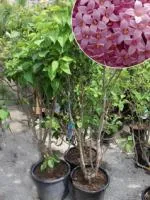Сирень Венгерская Syringa josikaea, 0,7-1,0м, ОКС, 4лет
