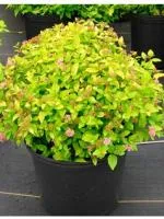 Cпирея японская Spiraea japonica Goldmound, 0,3-0,5м, с3, 3-4лет