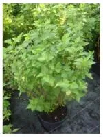 Пузыреплодник калинолистный Physocarpus op.Luteus, 0,3-0,4м, Р9, 2лет
