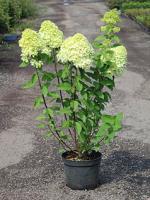 Гортензия метельчатая Hydrangea paniculata Limelight, 0,3-0,4м, с2,5, 2-3лет
