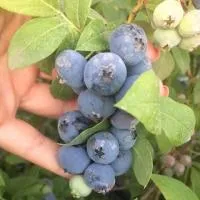 Саженцы голубики садовой высокорослой