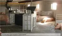Системы кормления и контроля при свободном содержании для свиней