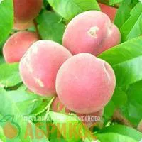 Саженцы персика Осенний сюрприз