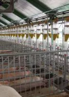 Система сухого кормления трос-шайба для свиней Daltec