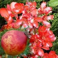 АЙВА ЯПОНСКАЯ Chaenomeles