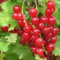 Саженцы смородины красной Натали