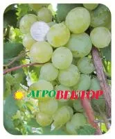 Саженцы винограда Маэстро