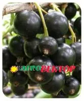 Саженцы смородины черной Ажурная