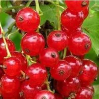 Саженцы смородины красной Натали