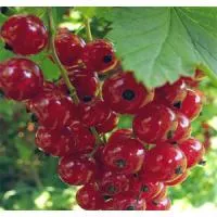 Саженцы смородины Голландская красная