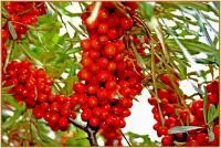 Саженцы облепихи Рябиновая крушиновая