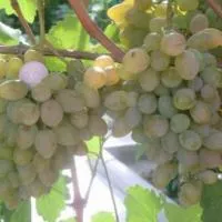 Саженцы винограда Элегант