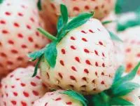 Рассада клубники Pineberry (ананасная)