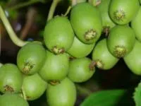Саженцы актинидии Коломикта Сентябрьская (женская)