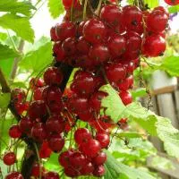 Саженцы смородины красной Сахарная