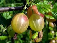 Саженцы крыжовника Малахит