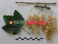 Саженцы смородины белой Белка