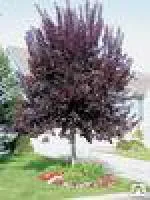 Саженцы Черемухи виргинская Шуберт \ Prunus virginiana Shubert 160 см С5