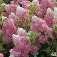 Саженцы Гортензии метельчатая "Ванилла Фрейз" (Vanille Fraise) С3.