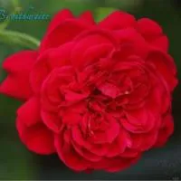 Роза 'L.D. Braithwaite'