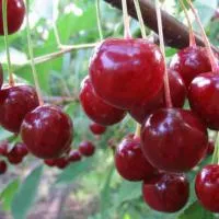 Вишня "Десертная Морозовой"