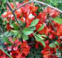 Айва японская (Хеномелис японский) Сhaenomeles japonica C3-с5, 70-90 см