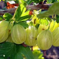 Саженцы крыжовника «КУБАНЕЦ»